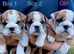 Health Bred KC Bulldogs | BOAS 0 Parents