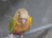 Hand reared conures