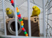 3 budgies need gone asap