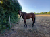 Eddie 3 year old, tb, gelding