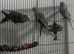 Pair of Young Beautiful Budgies £75