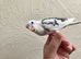 Beautiful hand reared cockateil