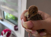 Unsexed quail chicks