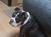 english bulldog