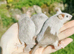 Big lot of mice