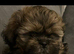 Shih Tzu puppies 2 boys ready now