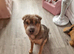 Shar pei