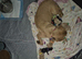 Beautiful litter of labrador puppies