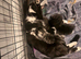 Tabby cross persion