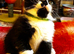 4 Scottish Fold Kittens for sale