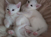 2 beautiful Khao Manee kittens