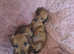 Miniature dachshund pra clear one girl