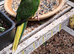 Baby  Kakariki  For Sale  .