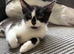Black and white kitten