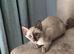 Adorable pedigree Tonkinese, mum and dad registered GCCF , both here.