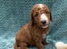 Sunning littler of Australian Double Doodles from Health screened parents