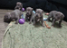 Blue Staffordshire pups