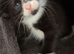 5 cross breed kittens