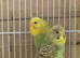 Three lovely young budgies