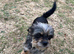 Griffon x Chihuahua for sale