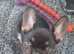 Beautiful chocolate affectionate puppy