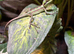 Casque Head Iguana babies