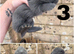 4 Continental giant x babies - waitlist open