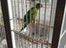 Young Ringneck