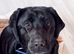 Beautiful Black Labrador