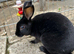 Beautiful Baby Rex Bunnies 2 Boys Available