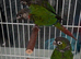 Green Cheek Conure