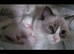 Champion bloodlines GCCF Registered Ragdoll kittens