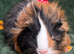 Young guinea pigs looking for new homes