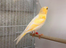 Very good quality yellow dimorphic chichs