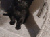 Black fluffy tortoise shell female kitten
