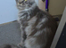 Polydactyl Mainecoon