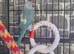 Blue female ringneck