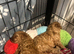 Stunning 100% red Tiny toy poodles