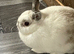 2 female rabbits 1 year old