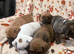 Mixed puppies for sale