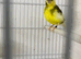 I have 6 canaries £20 each