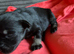 Miniture schnauzer pups 4 gailrs 2 boys