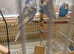 Gorgeous, very pretty Helicopter Baby Budgies