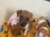Puppies
