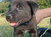 3 Lovely working border/kelpie puppies