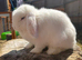Pure bred Mini lop