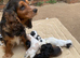 Show cocker spaniels