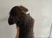 5 female Terrier X Staffy Puppys