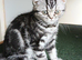 Kittens looking for home