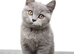 Poshcats British Blue and Bluepoint